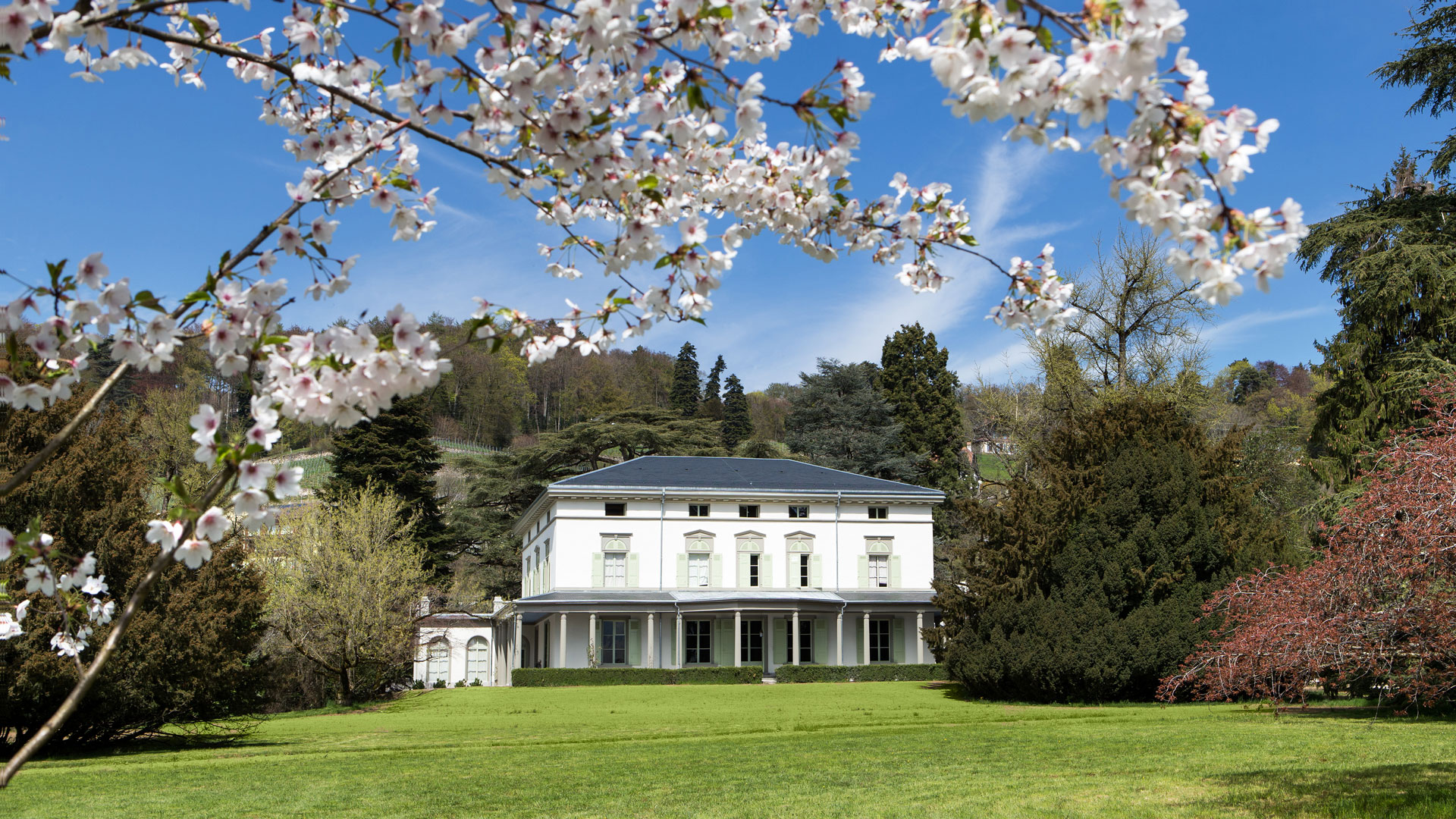 Charlie Chaplin's house with a courtyard and trees. There is a cherry tree in bloom.